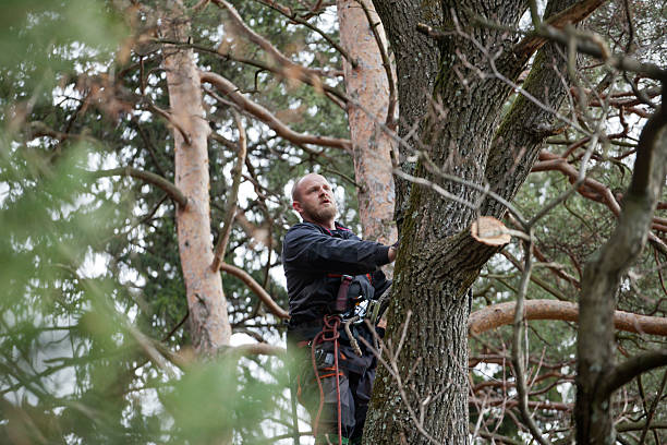 Reliable Englishtown, NJ Tree Care Solutions